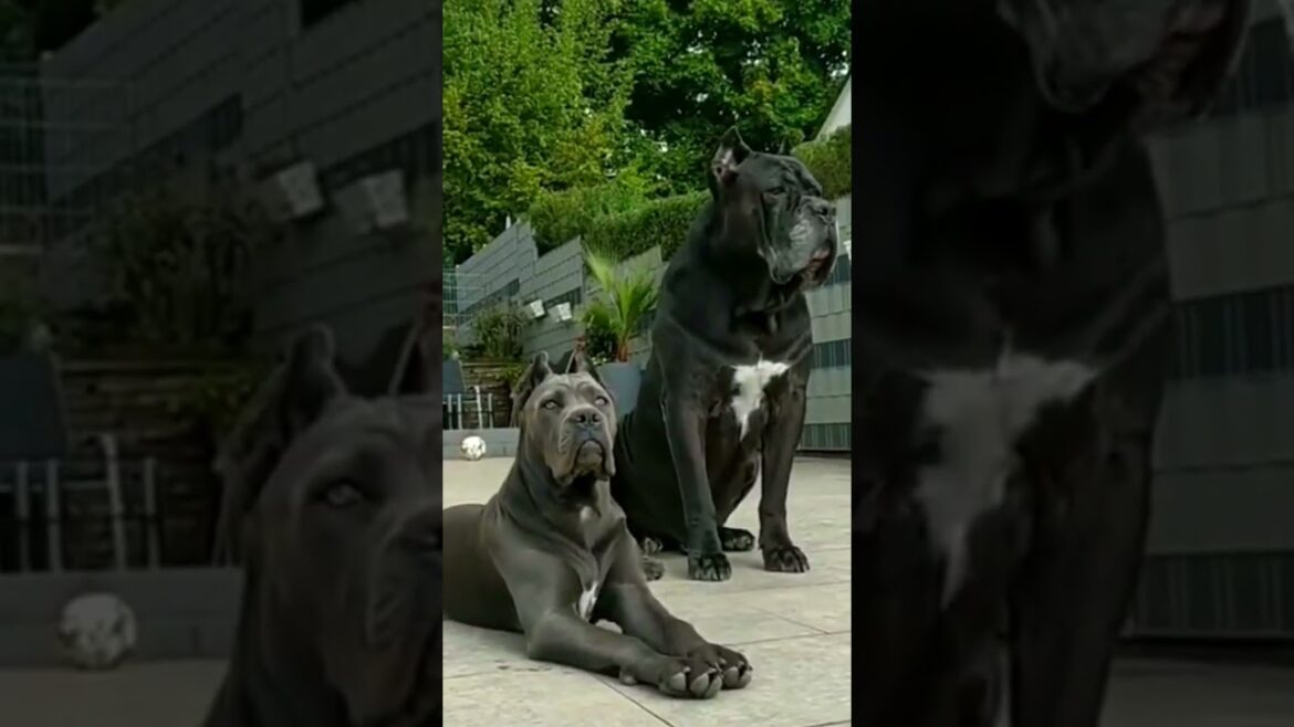 cane corso dog 🐕 videos | cane corso dog | cane corso puppies | #shorts #canecorso #canecorsobreed