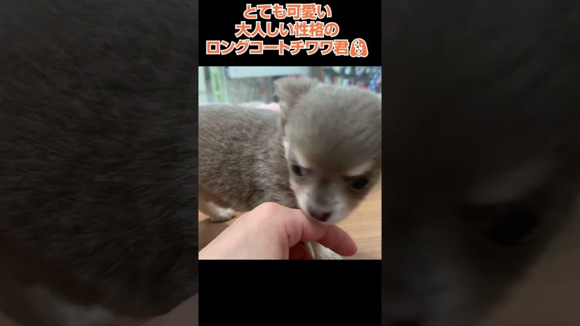 とても可愛い大人しい性格のロングコートチワワ君🐩【横浜ペットショップ ベルドック】#shorts #犬のいる暮らし