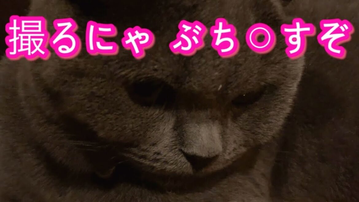 カメラ嫌いな猫の反応がかわいすぎた【ブリティッシュショートヘア】