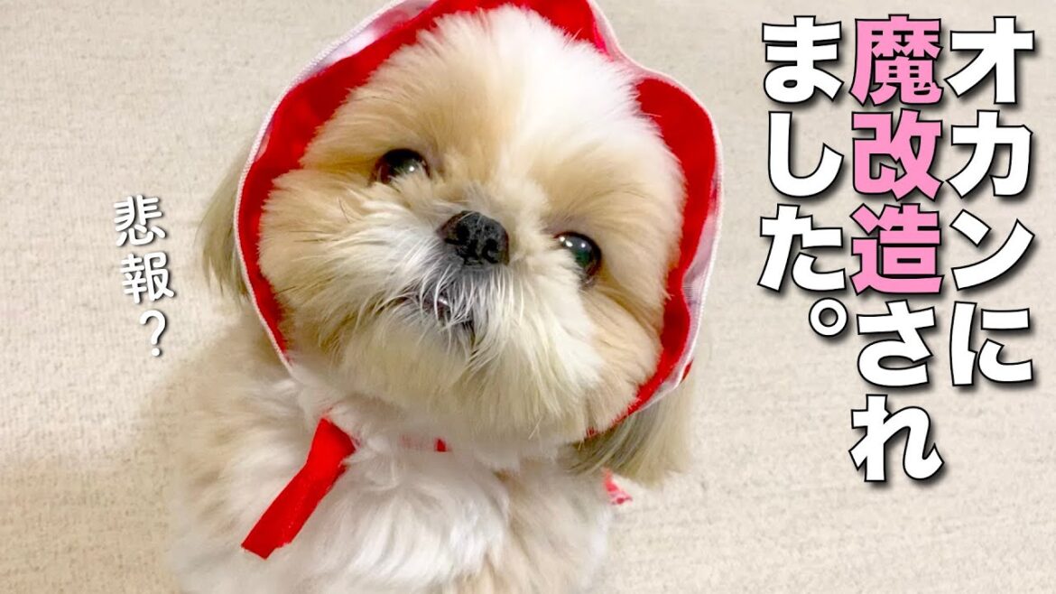 【シーズー】オカンに魔改造されました www（犬用カンタン手作りオヤツもあるよ🎵）【271】
