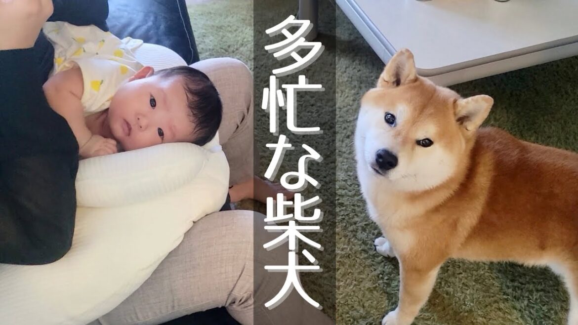 お出迎え、育児、食事管理、妹の相手と忙しい柴犬兄の日常log