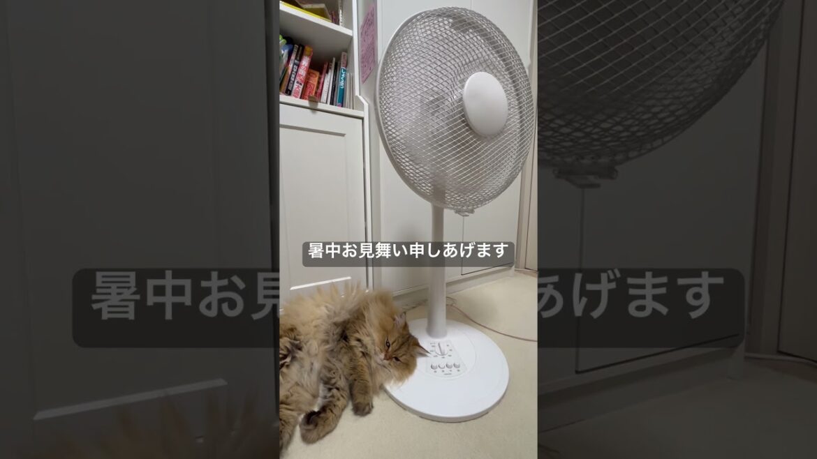 【暑中お見舞い申しあげます】かわいいペルシャ猫