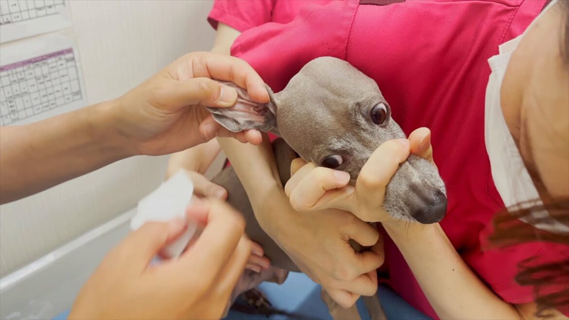 【観覧注意】愛犬の耳の中からとんでもない物が出てきた!!! 【観覧注意】愛犬の耳の中からとんでもない物が出てきた!!!