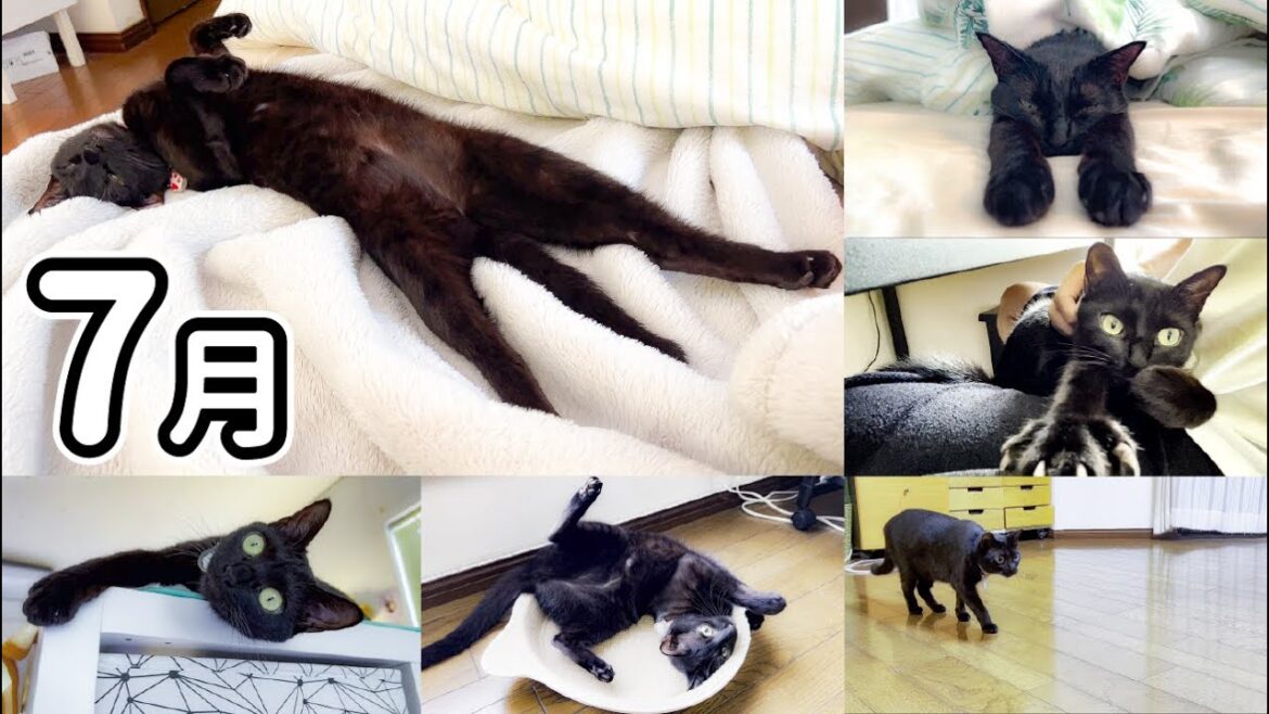 どんな寝方www7月は大胆な寝方多めな保護猫でした🐈‍⬛ おまけアリ🐶