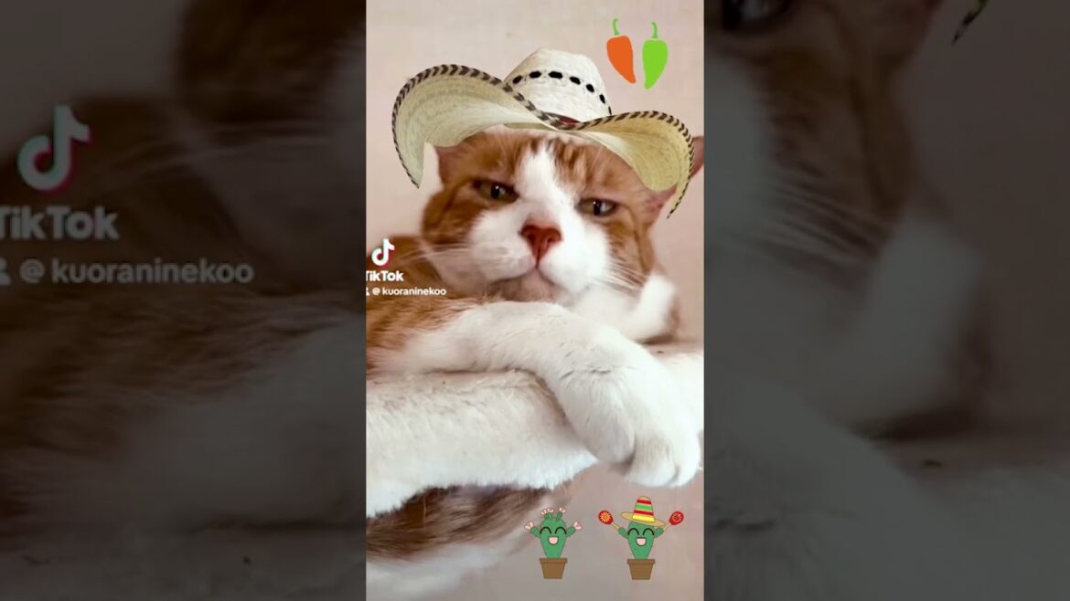 暑中お見舞い申し上げるでぶ猫 #shorts Summer greetings