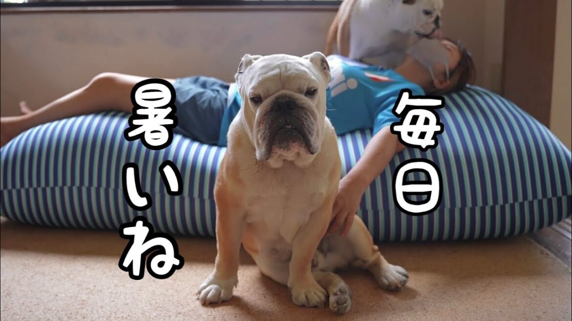 暑さに弱い犬種を飼う時の心得、夏場はどの様に過ごしているかこの9分で全て教えます！