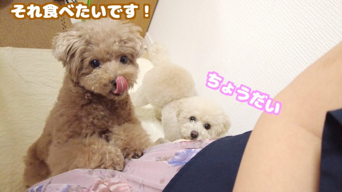 張り付いてればデザートを貰えるかもと期待する兄妹犬がこちらｗ