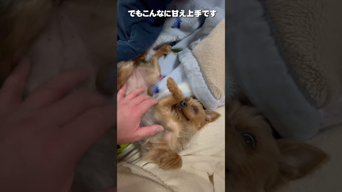 憎めないいたずらっ子