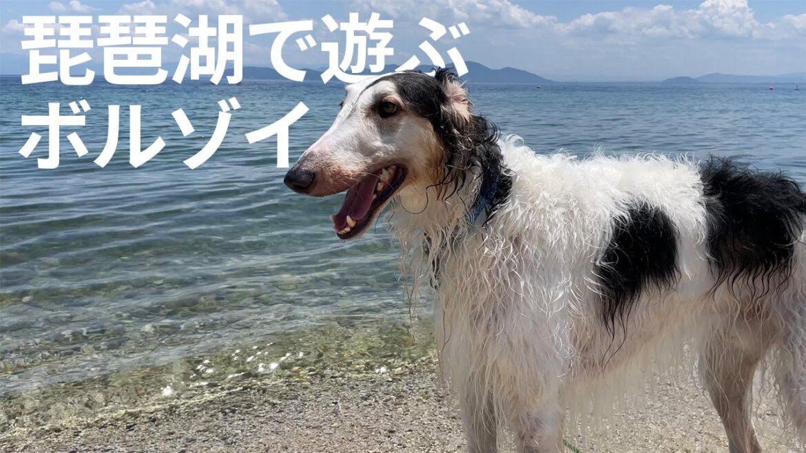 【琵琶湖で遊ぶボルゾイ】初めての琵琶湖遊び！うちの子達は楽しんでくれたのか！？