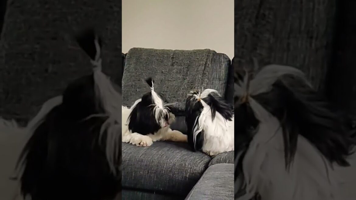 Shih Tzu Puppy barking 🐶😅 #pets #dog #puppy #shihtzu #funny