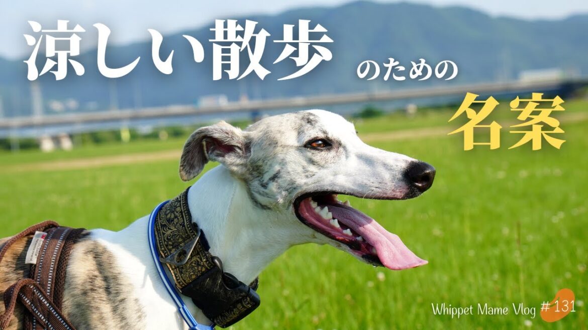犬の熱中症対策➁夏の散歩を快適にするためのアイディア　#131