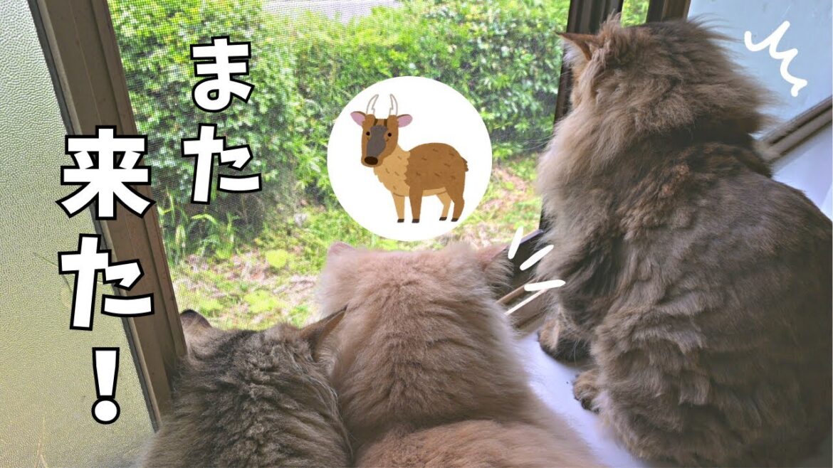 野生動物再来！そっと見守る猫たち【雉・キョン・サイベリアン】