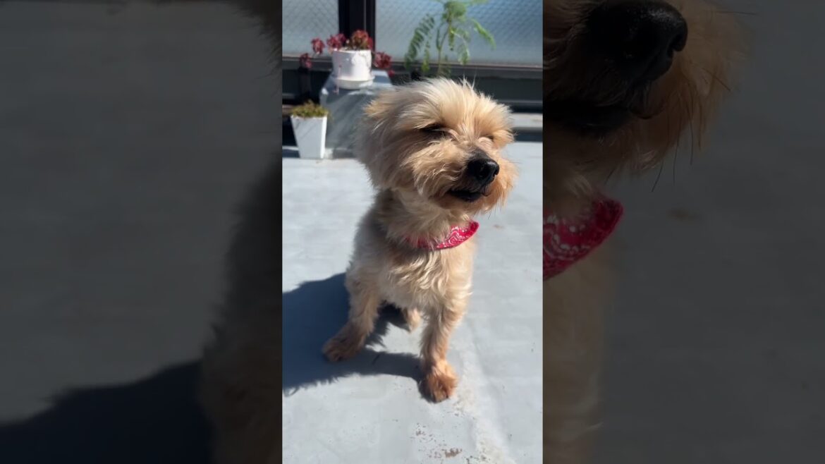 Yorkie Yorkie wind blowing