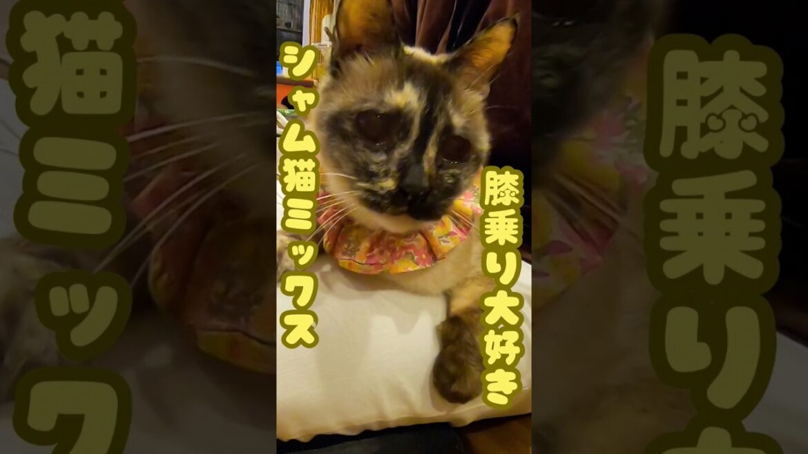 シニアのシャム猫ミックスは膝乗り大好きでも子猫には猫パンチ（保護猫カフェ森のねこ舎）淡路