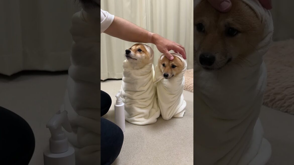 【何に似てる？】お風呂上がりの豆柴姉妹の姿がかわいすぎました