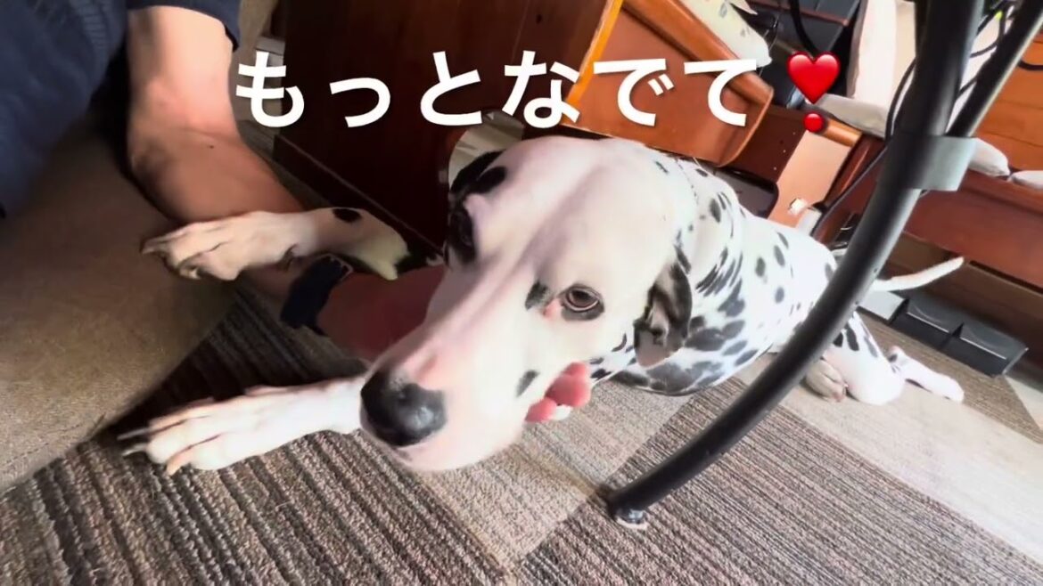 ドッグランの恋犬〜Dream @dog