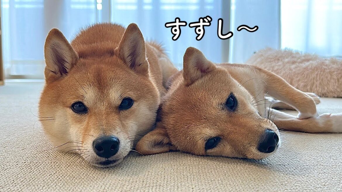 家の中で一番涼しい場所がちゃんとわかっている豆柴姉妹