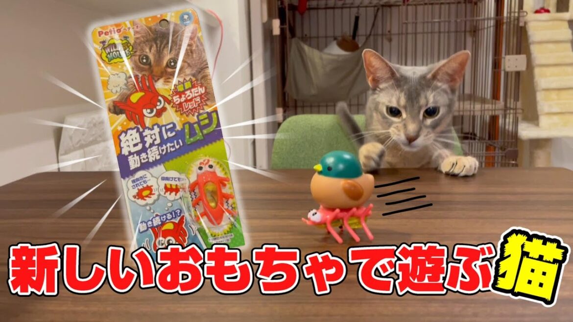 【猫のおもちゃ】新しいおもちゃで遊びすぎた猫がこちらです♡