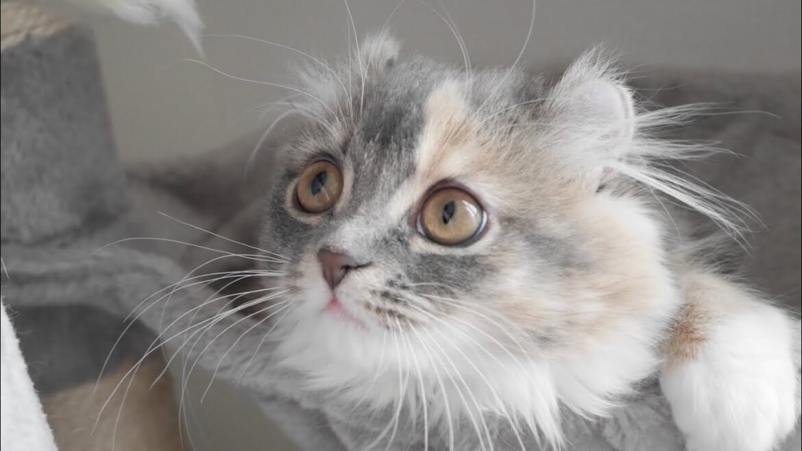 うちの子猫が生後4ヶ月になりました【アメリカンカール】 うちの子猫が生後4ヶ月になりました【アメリカンカール】