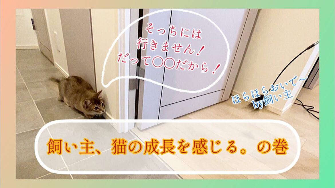 【ソマリ】猫ってとっても賢いのね....と思った動画はこちらです。