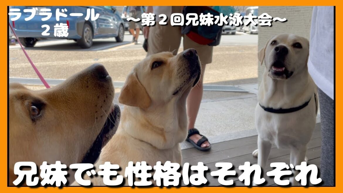 【ラブラドールレトリーバー】第２回兄妹水泳大会　兄妹でも性格はそれぞれ泳ぎ方もそれぞれ個性的な大型犬２歳