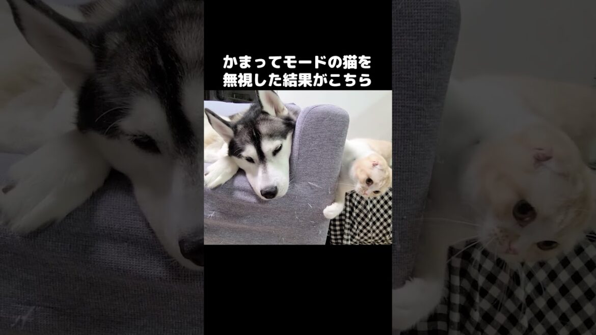 かまってモードの猫を無視した結果がこちら...#shorts