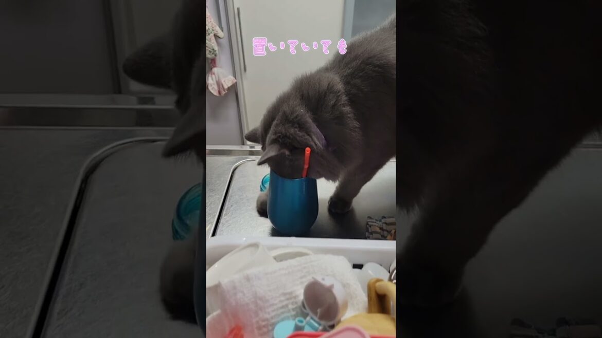 どの辺がお気に入りなのか教えてください💦【サイベリアン・キキのKIKICHANNEL】#サイベリアン #猫 #shortfeed #shorts