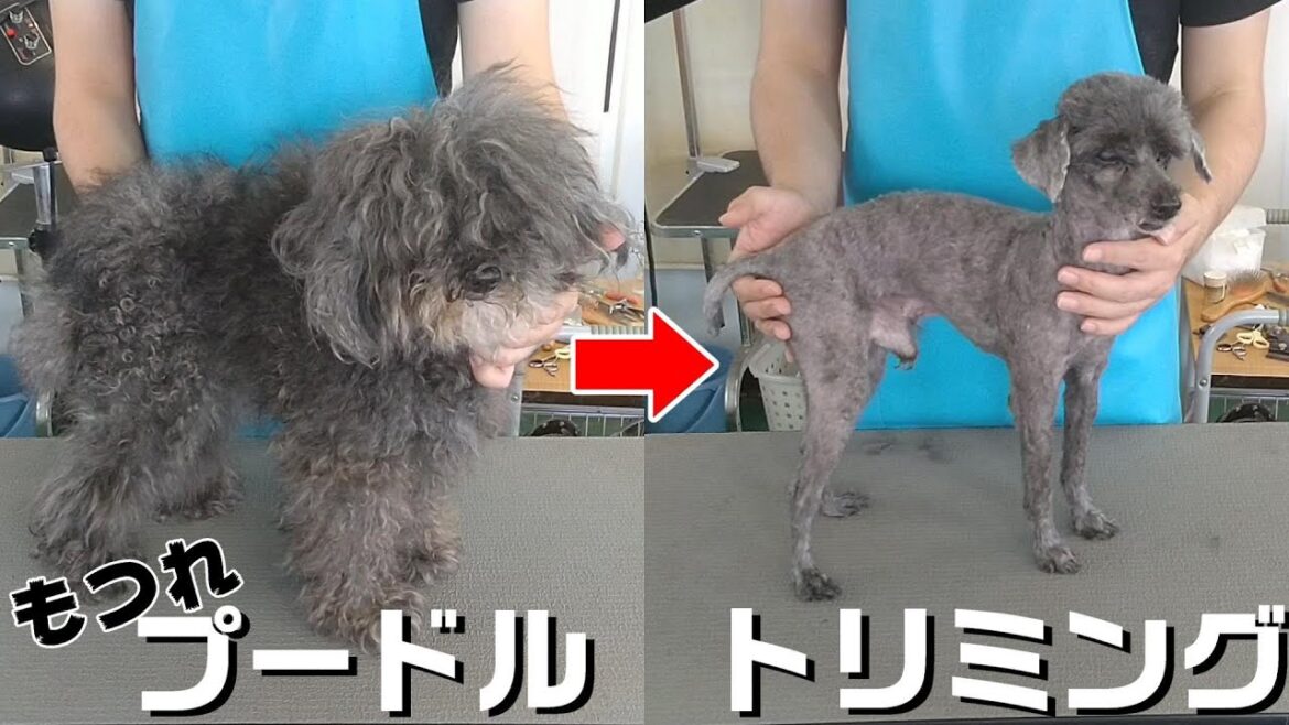 【トリミング】５倍速でわかる！トイプードルのトリミング【３４３時間目】　|　(5Xspeed)Trimming for Toy Poodle