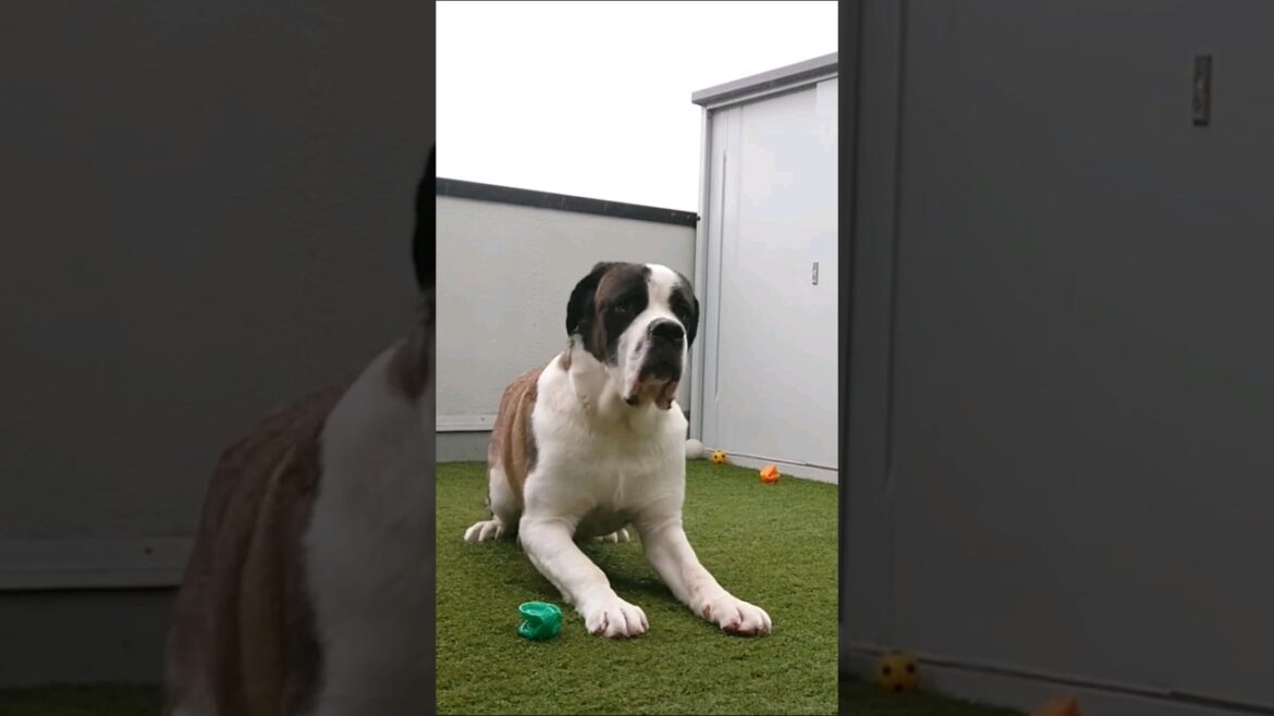 【超大型犬】 #いぬ #セントバーナード (今日は動画編集ができない、なぜ)
