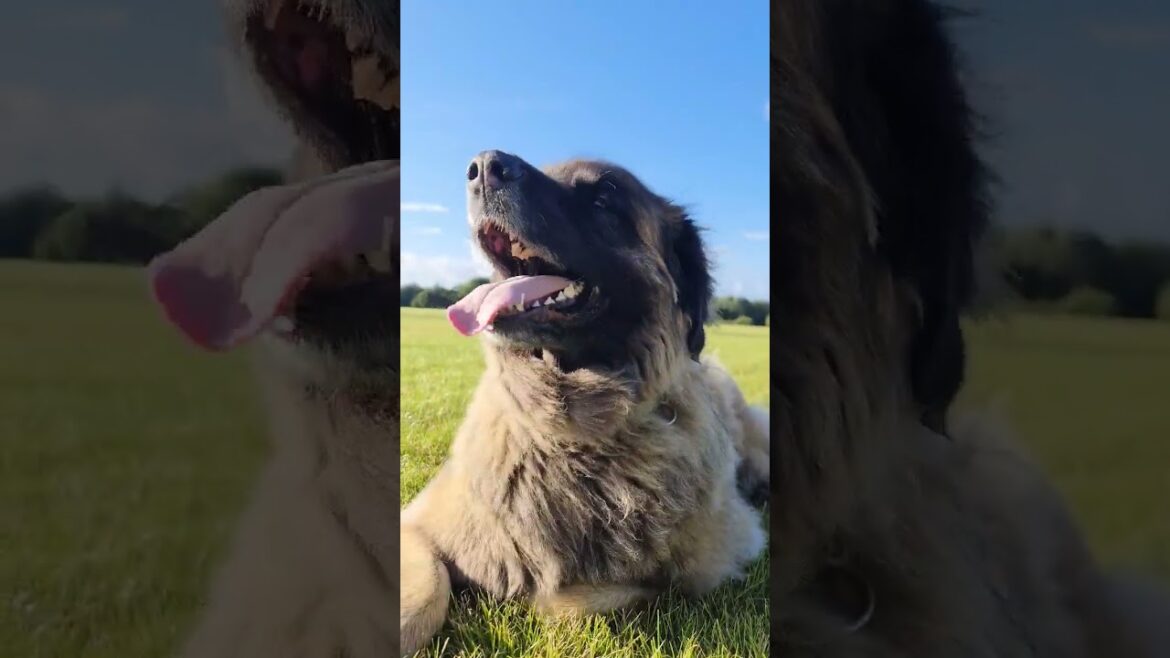 I THANK YOU FOR SUN SHINE #dog #leonberger #doglover #summer #sunshine sunsh