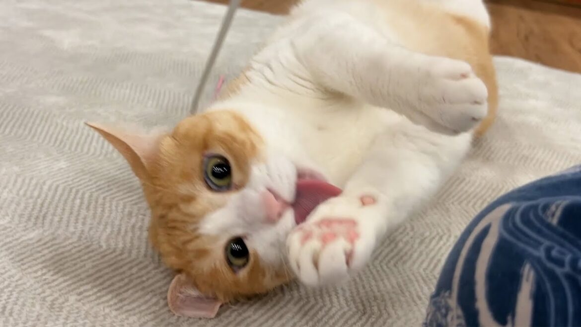 猫たちの様子がおかしくなるほどの猫じゃらしが完成してしまいました。。。 猫たちの様子がおかしくなるほどの猫じゃらしが完成してしまいました。。。