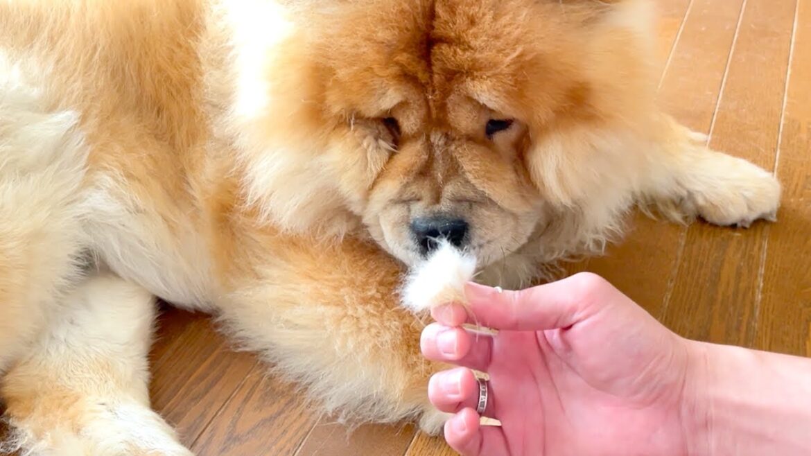 足からゴッソリ毛が取れるチャウチャウ犬