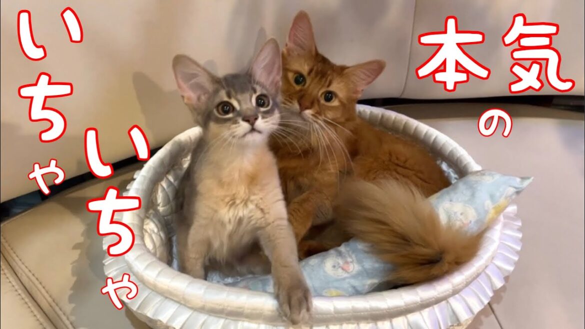 【癒し閲覧注意】この仔達が本気でイチャイチャするとこうなる【ソマリ】
