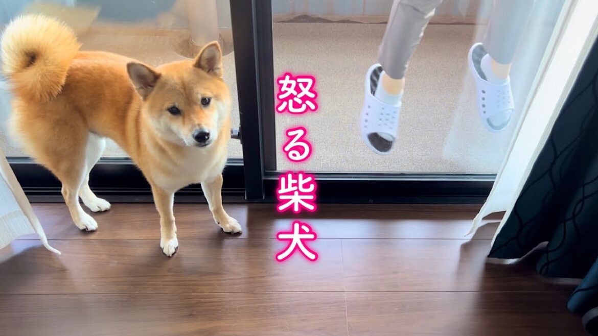 炎天下で窓拭きするママが心配でパパを睨みつける柴犬が可愛い 炎天下で窓拭きするママが心配でパパを睨みつける柴犬が可愛い