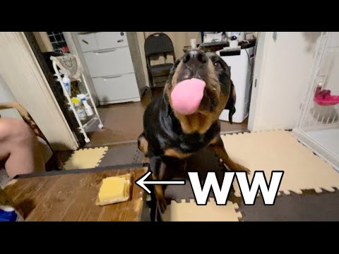 ケーキはクリームから食べる派w【ロットワイラー】 ケーキはクリームから食べる派w【ロットワイラー】