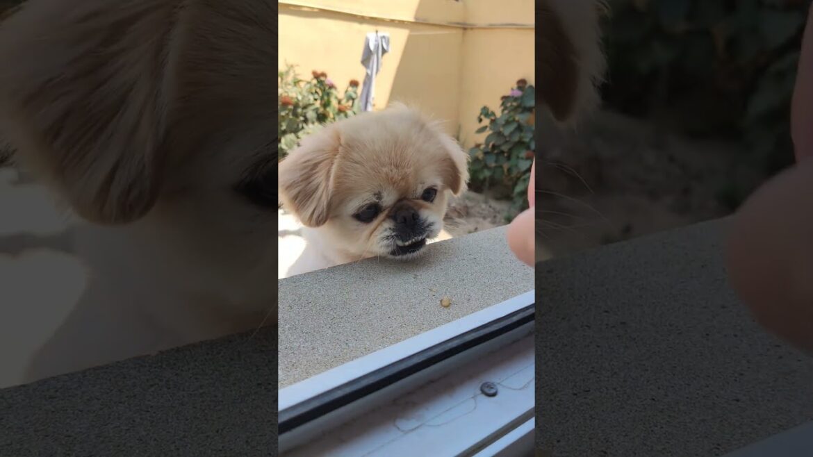 Cute dog eating a banana.full video on the channel.like and subscribe for more videos #shorts