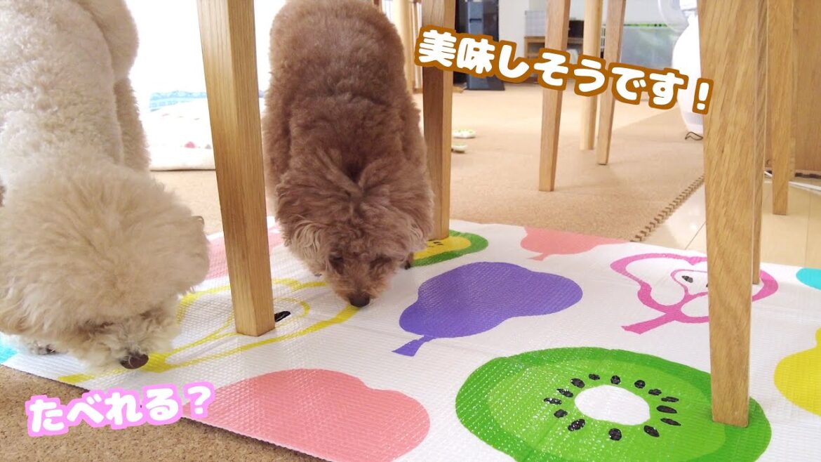 シートの絵を一生懸命食べられないか確認する愛犬がこちらｗ