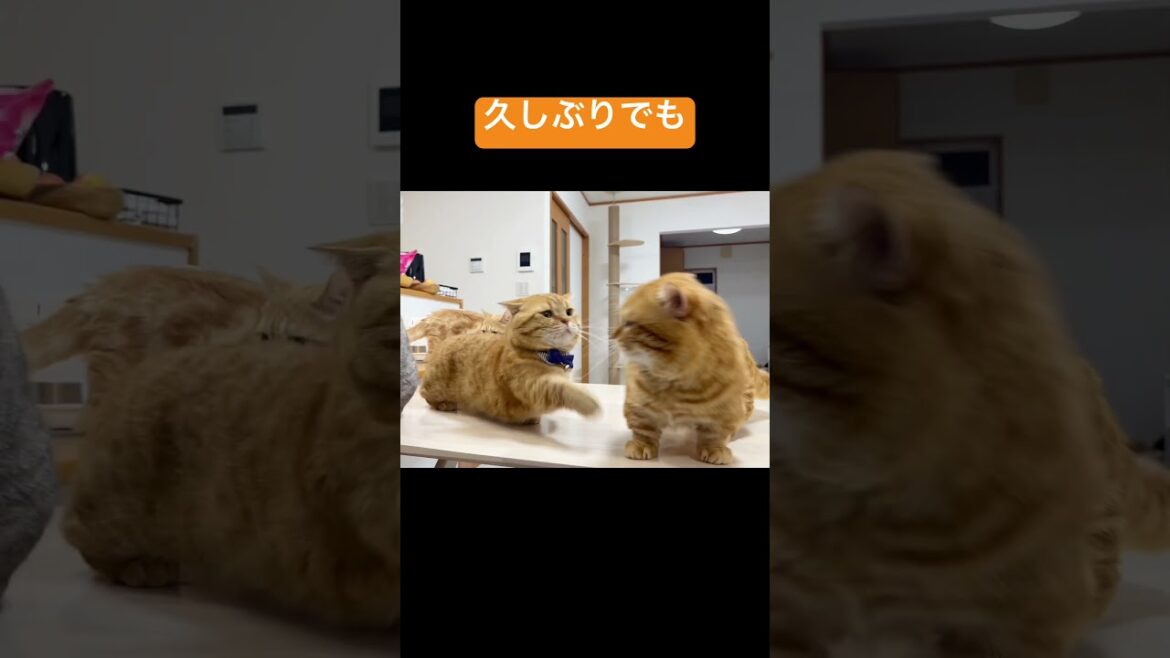 マンチカンのパンチは久しぶりでも決して当たらない #shorts