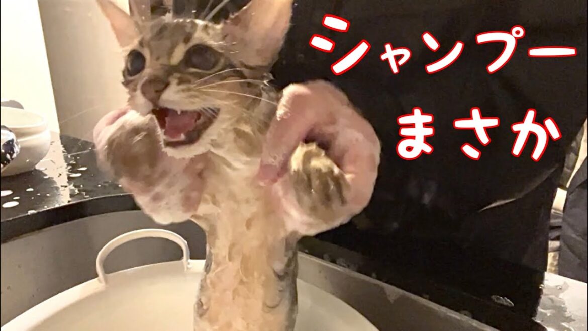 【閲覧注意】素人のお母さんが張り切ると僕が辛かった❣️【ソマリ】 【閲覧注意】素人のお母さんが張り切ると僕が辛かった❣️【ソマリ】