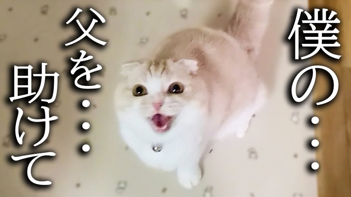 近くに雷が落ちて猫が大騒ぎしてるのでついて行くと犬が… 近くに雷が落ちて猫が大騒ぎしてるのでついて行くと犬が...