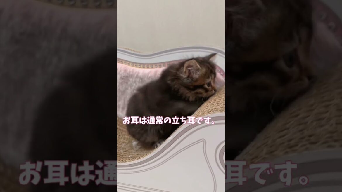 【ご家族様募集中】通常耳♡優しい性格の長足キンカロー女の子