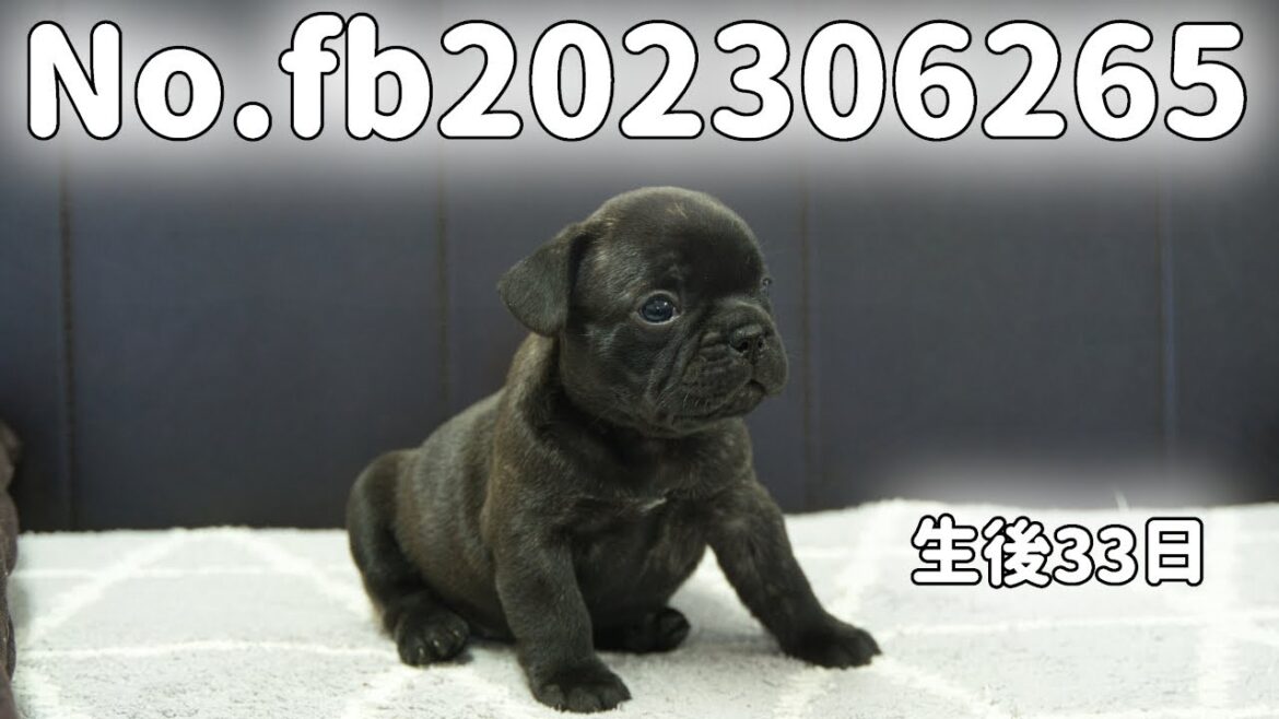 フレンチブルドッグの子犬販売 No.fb202306265 静岡県浜松市のブリーダー 2023年6月26日生  7月29日現在