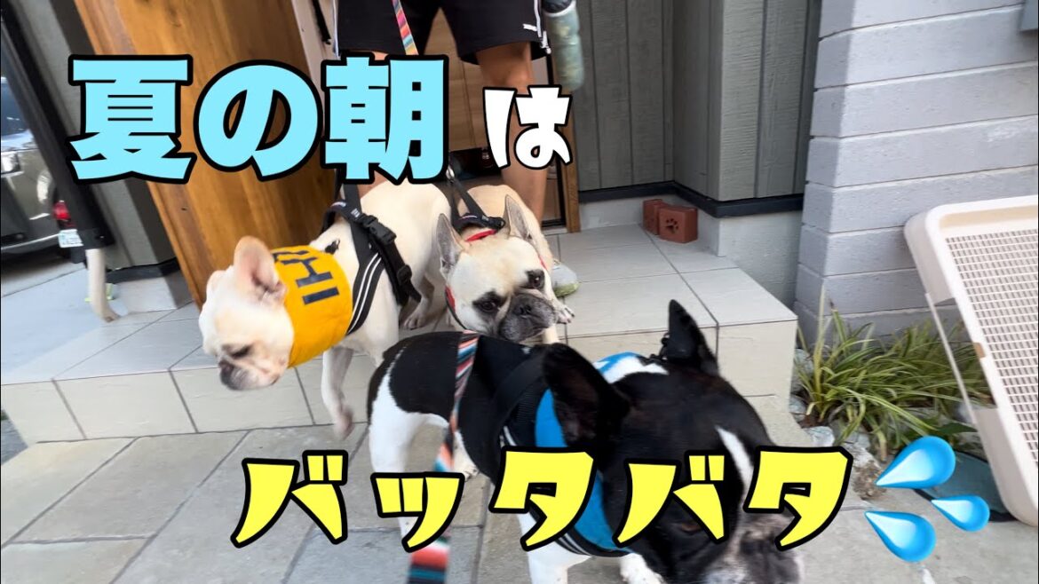 暑くなる前に急げー！フレブル6頭のお世話どこまでできるか⁈
