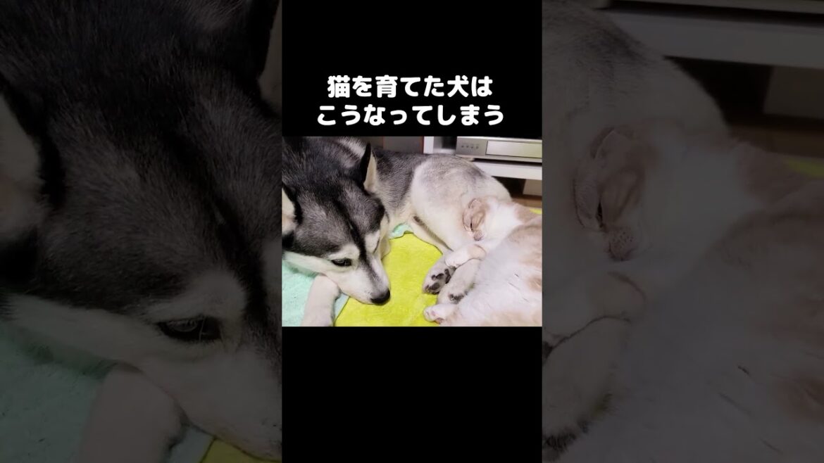 猫を育てた犬はこうなってしまう。#shorts