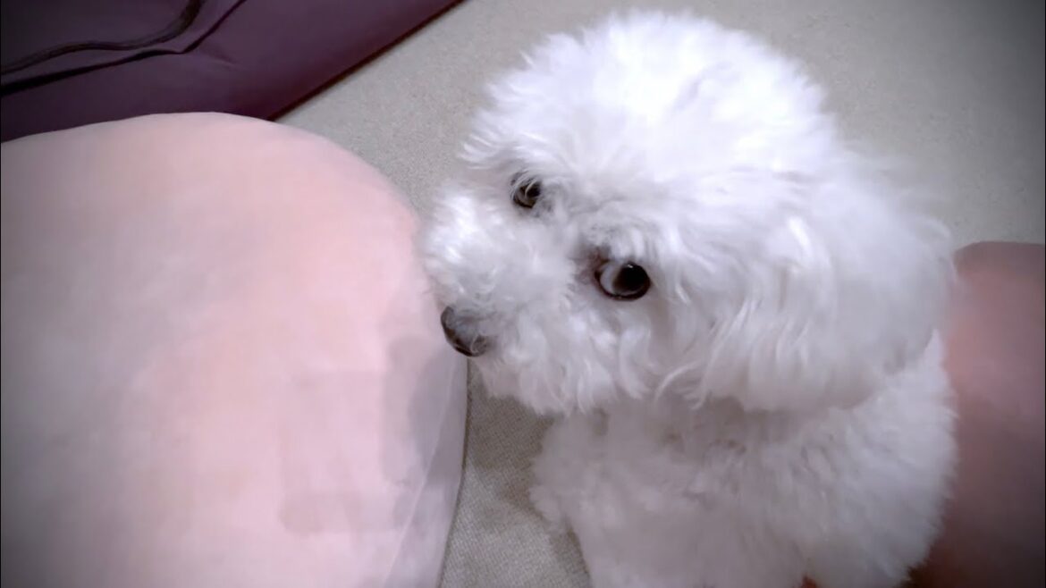 【病上がり】体調不良だからか愛犬の様子が明らかにおかしい