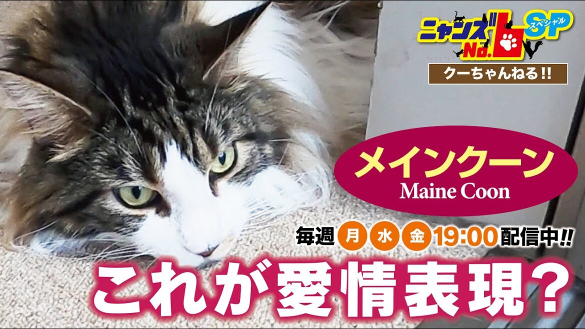 【メインクーン/Maine Coon】これが愛情表現？