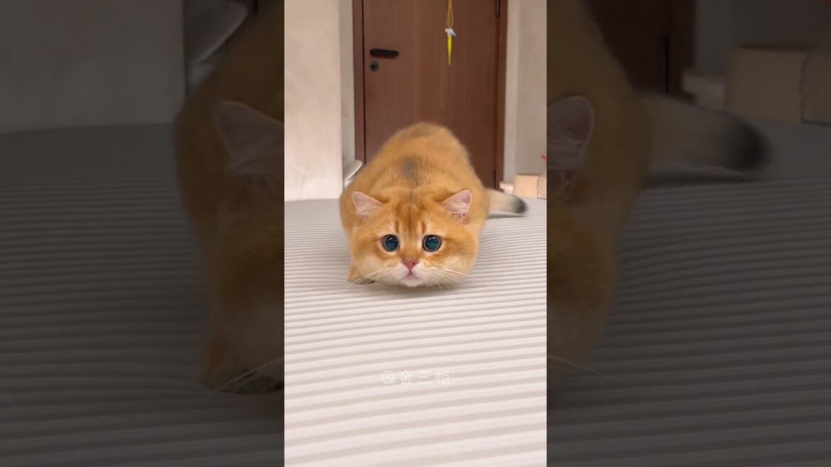 Cute funny brown cat sitting style  #viral #ytshorts #cat #youtube #pet #animal #pets #cute