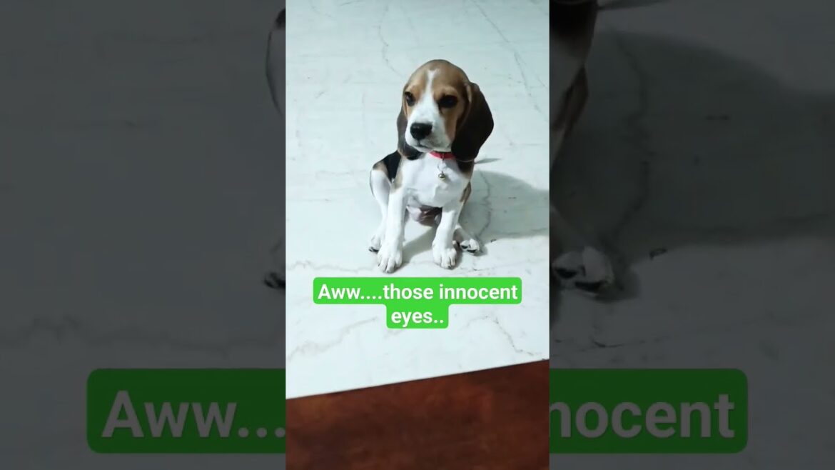 Cute beagle puppy innocent eyes..#viral #trending #youtubeshorts #funny #innocent #shorts #puppy