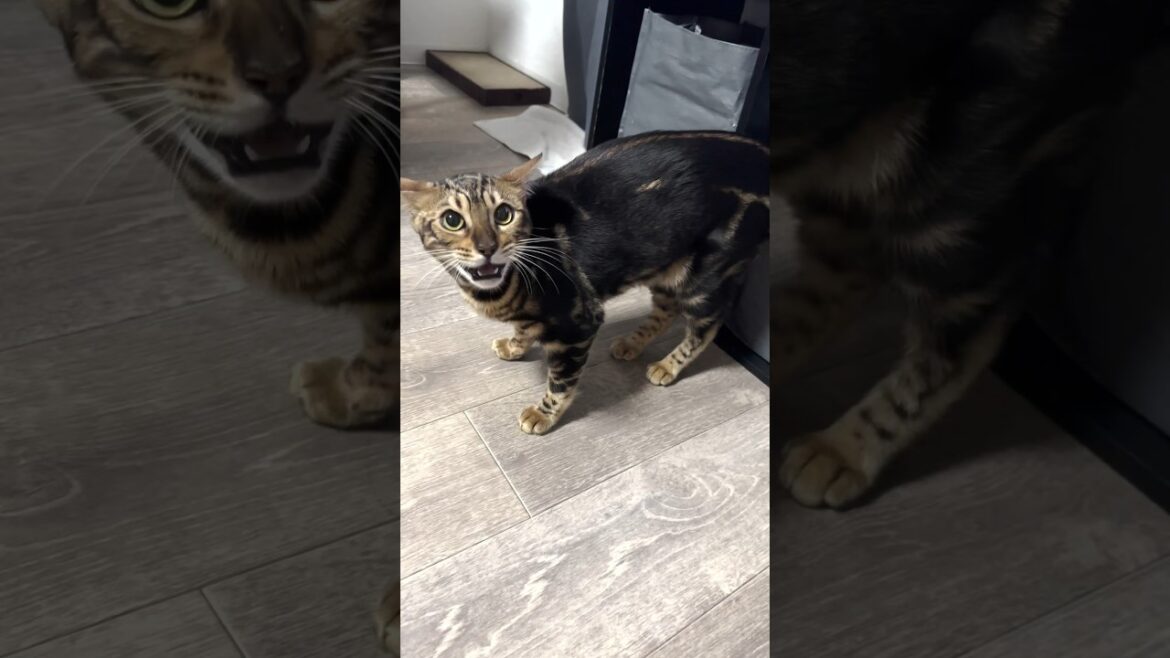 やんのかハラスメント【子猫】#shorts #猫 #ベンガル