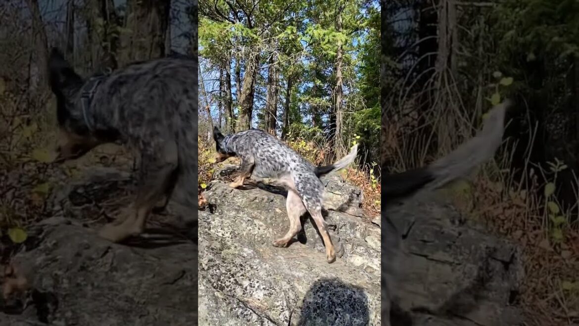 Epic Slow Mo Face 🐶